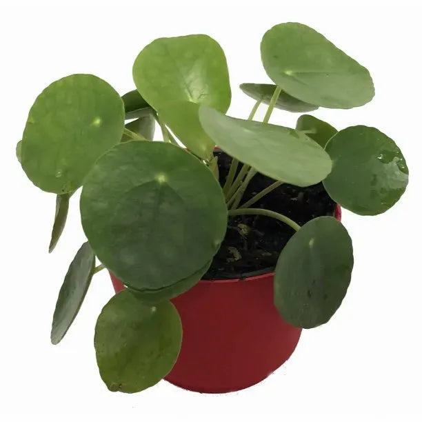 Plant
