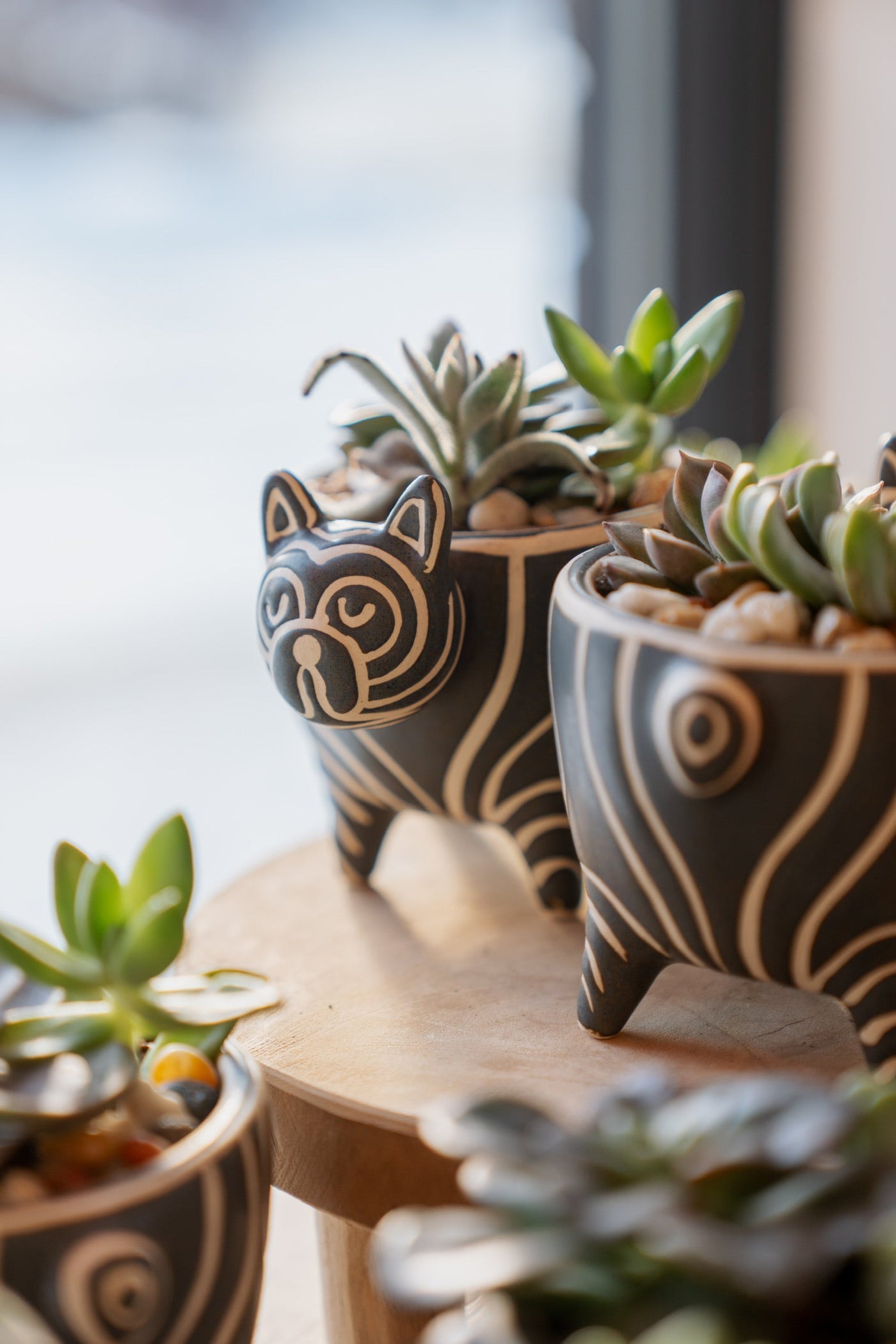 Orchids & Succulents