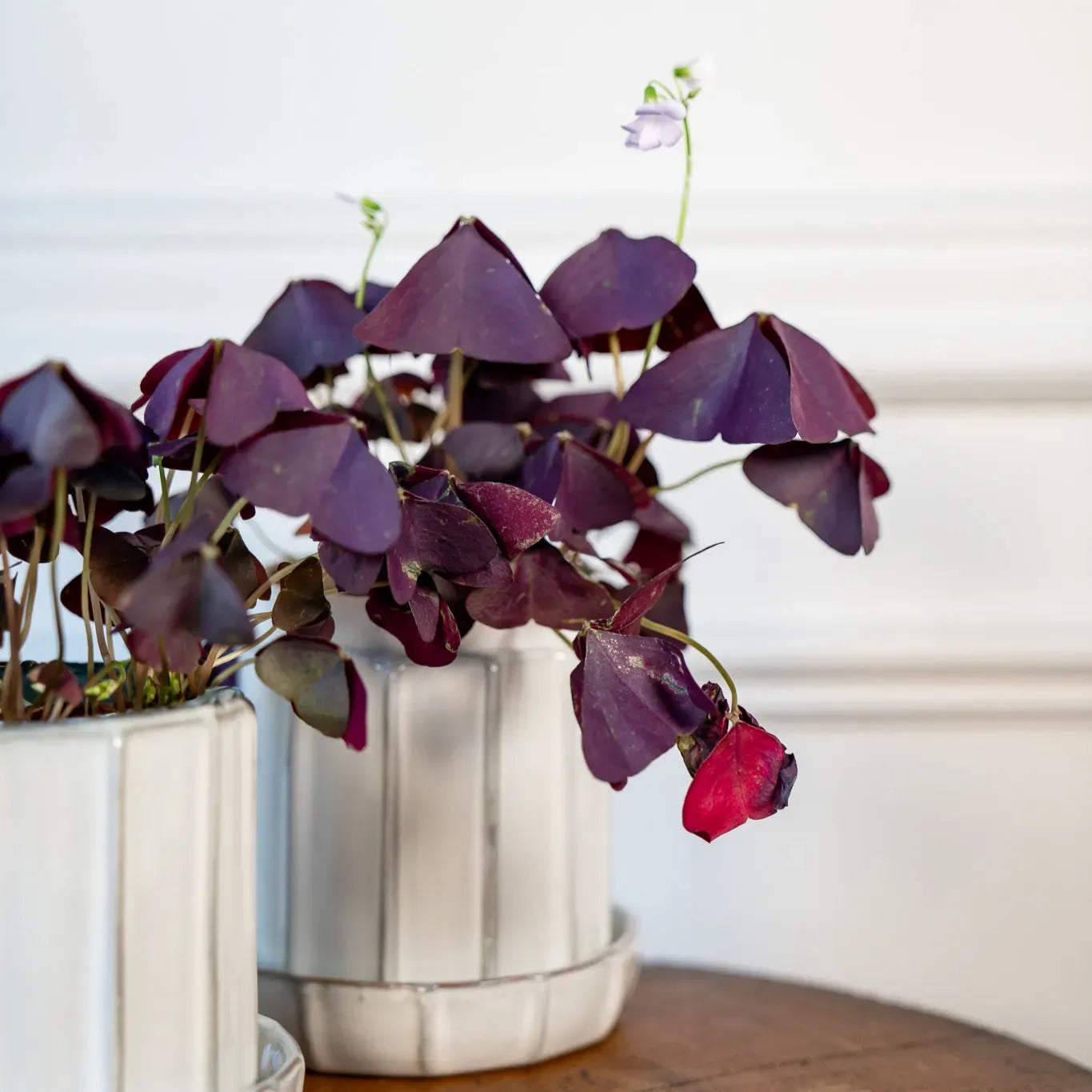 Sympathy & Memorial Plants