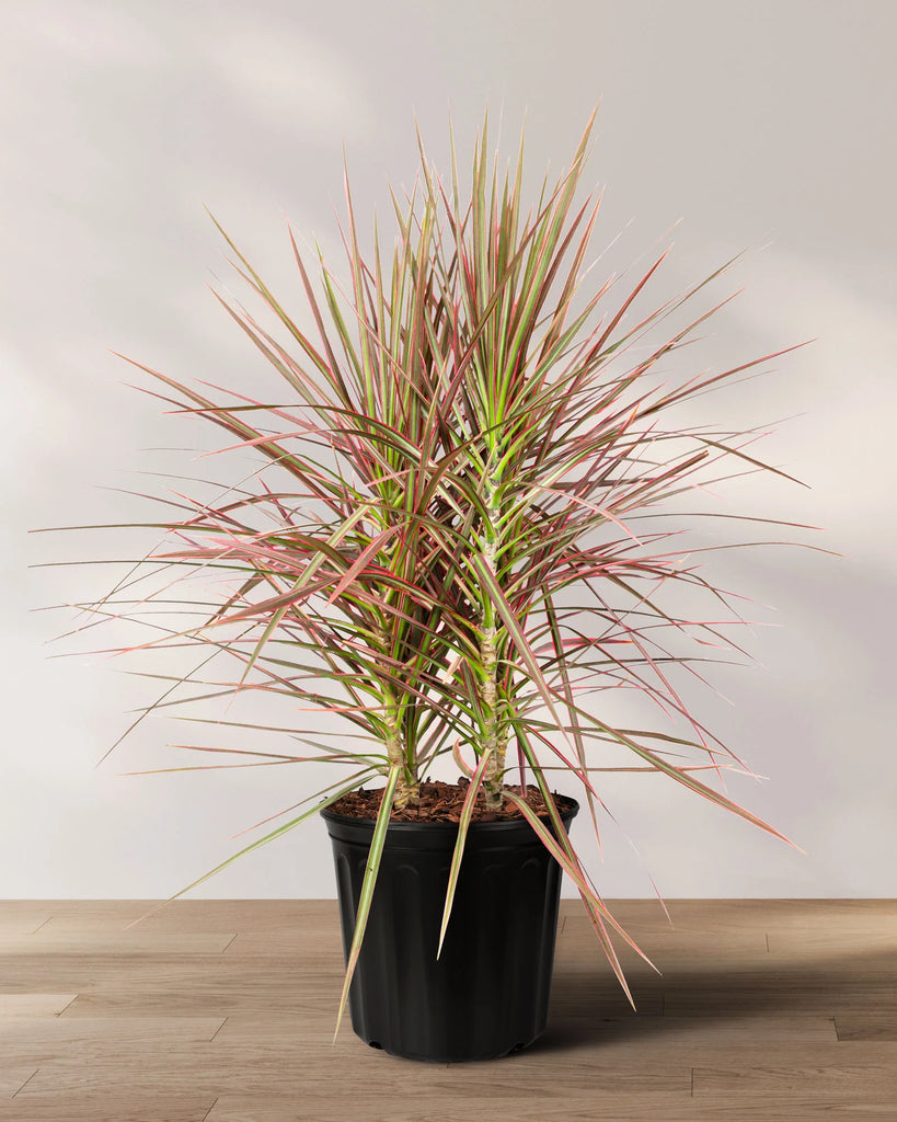dracaena colorama dragon tree Plant
