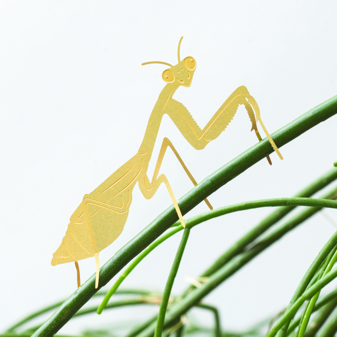 praying mantis plants Plant Animal