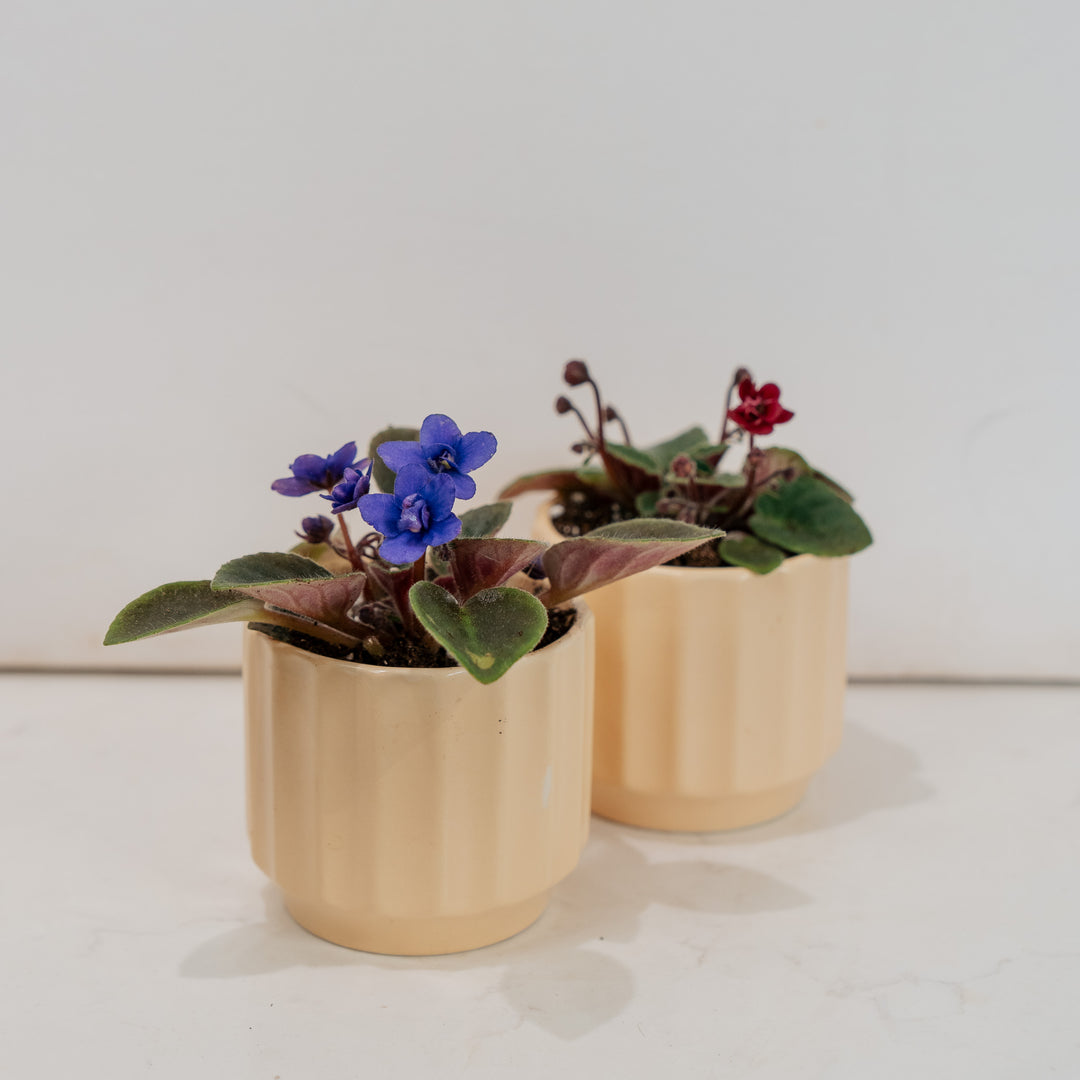Potted 2