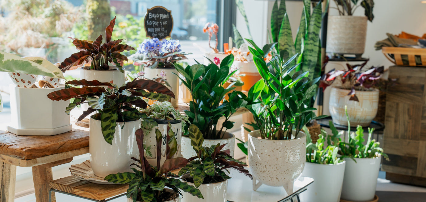 Indoor plants in a store setting with various potted plants on tables and shelves.